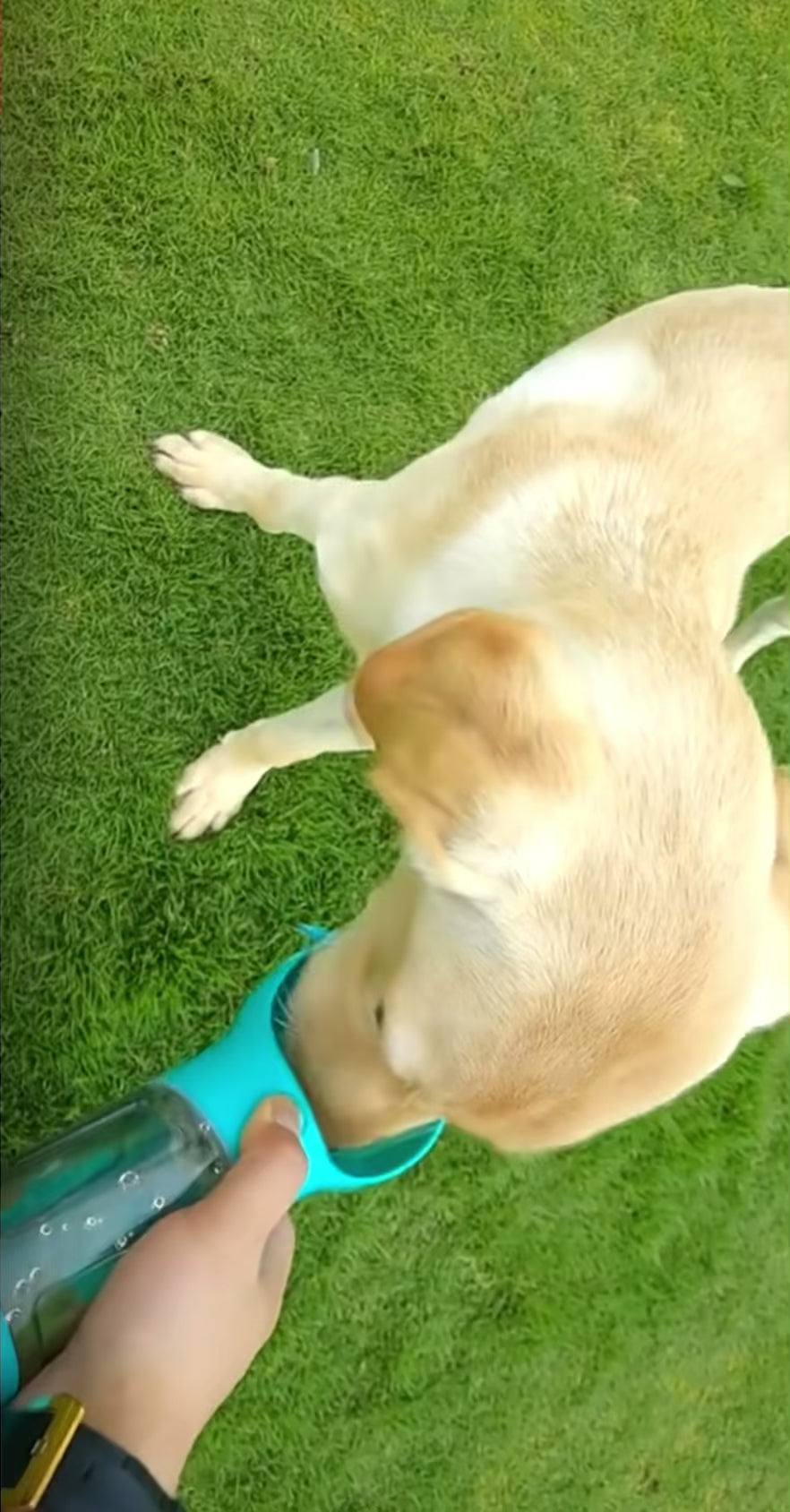 3 In 1 water bottle for pets